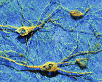 Brain nerve cells