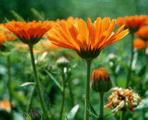 Calendula officinalis