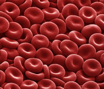 Red blood cells